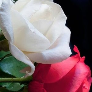 Meet your Posher, Kassie